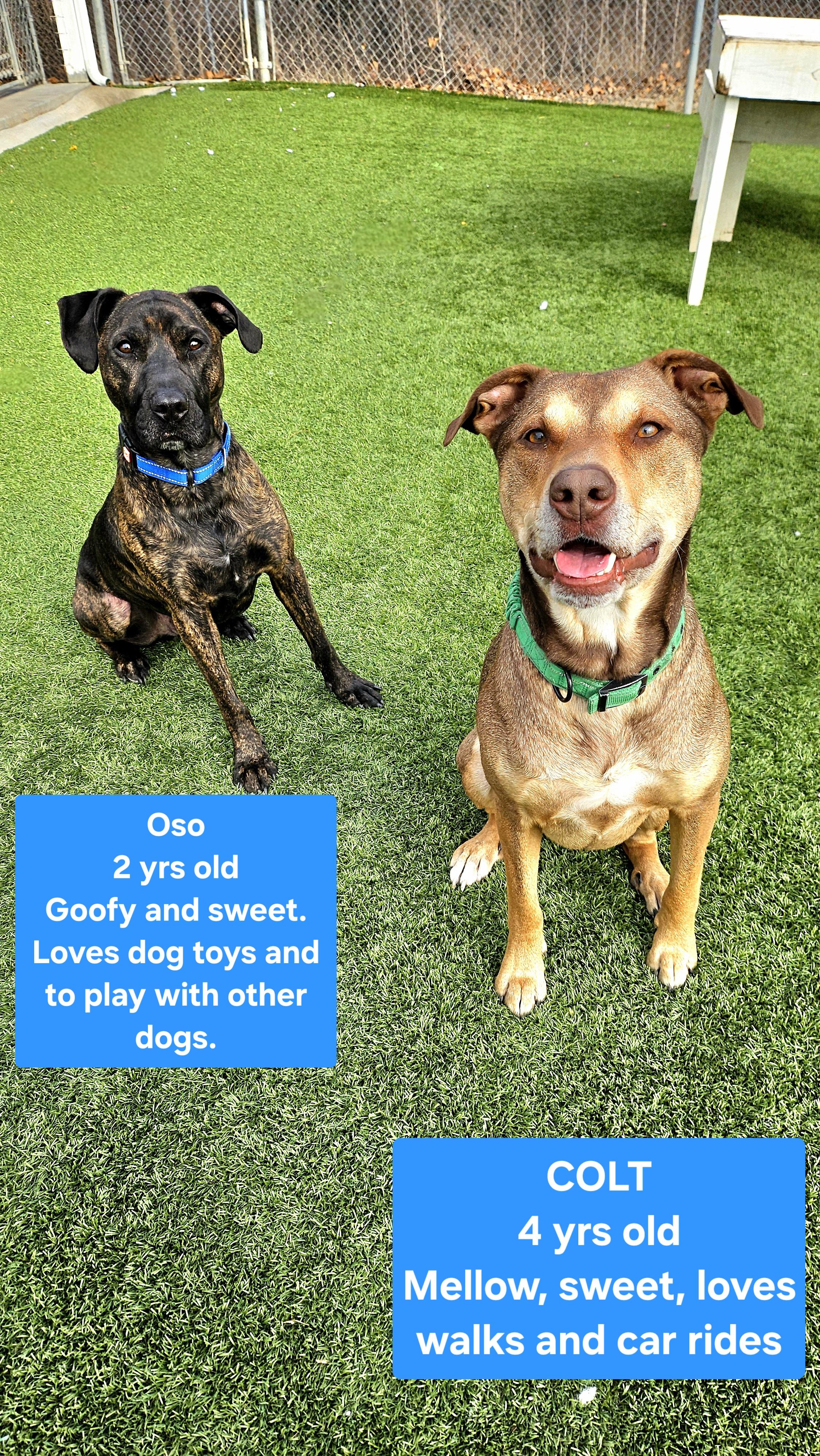 Enlarge Colt, a ADOPTABLE mixed breed in Smithville, MO image 3/4