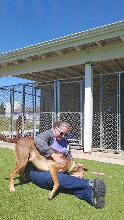 Enlarge Colt, a ADOPTABLE mixed breed in Smithville, MO video 5/5