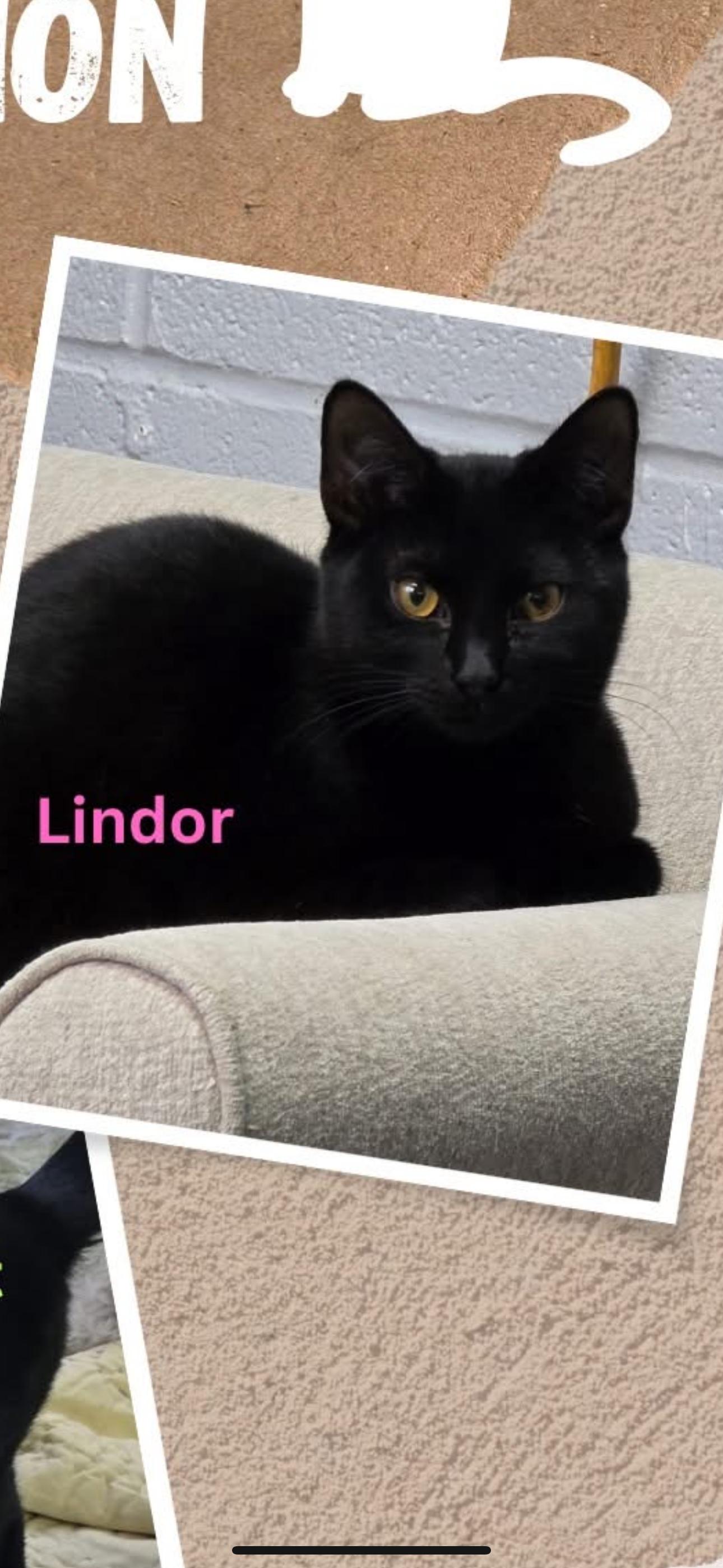 Enlarge Lindor, a Adoptable Domestic Short Hair in Hermitage, PA image 2/5