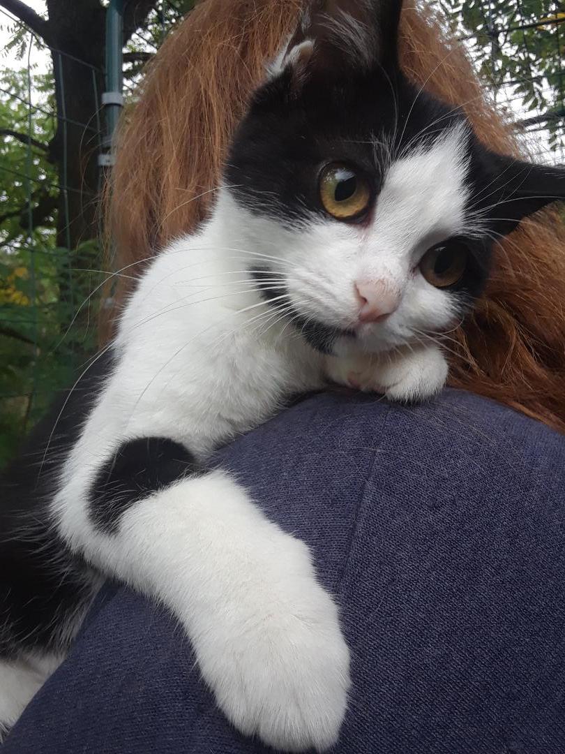 Enlarge Starlink, a Adoptable Domestic Short Hair in Millerton, PA image 1/6