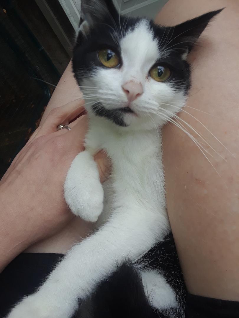 Enlarge Starlink, a Adoptable Domestic Short Hair in Millerton, PA image 2/6