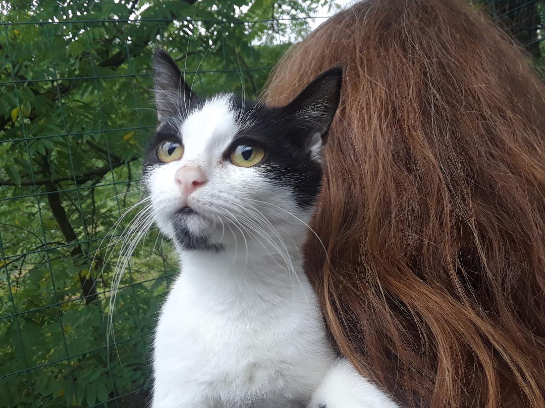 Enlarge Starlink, a Adoptable Domestic Short Hair in Millerton, PA image 3/6