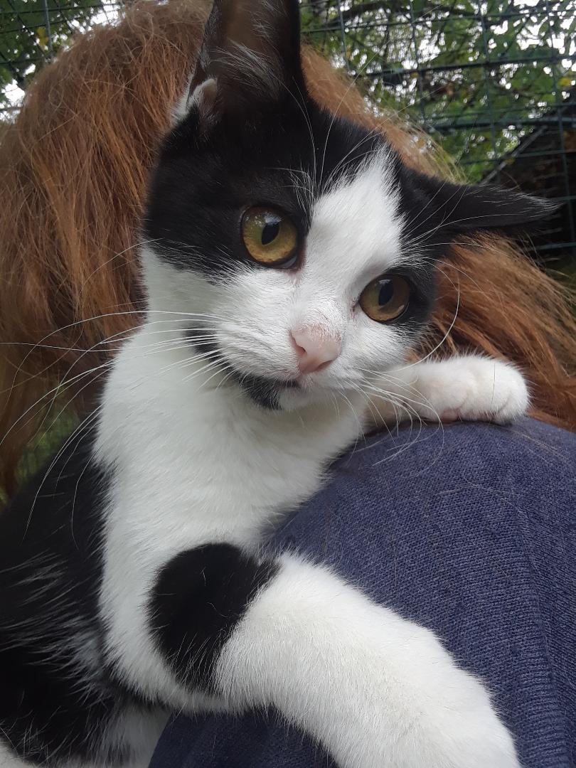 Enlarge Starlink, a Adoptable Domestic Short Hair in Millerton, PA image 4/6