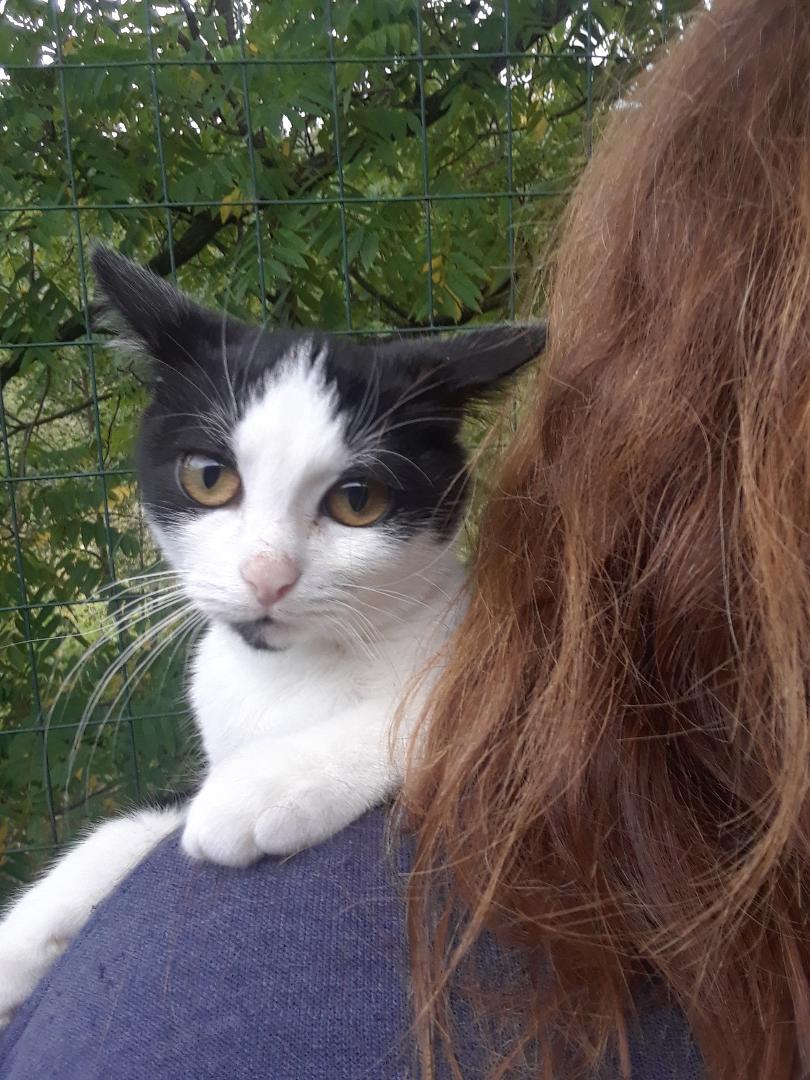 Enlarge Starlink, a Adoptable Domestic Short Hair in Millerton, PA image 5/6