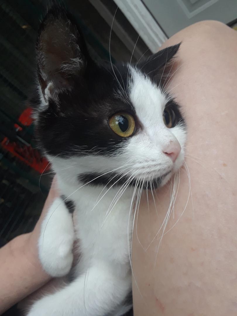 Enlarge Starlink, a Adoptable Domestic Short Hair in Millerton, PA image 6/6