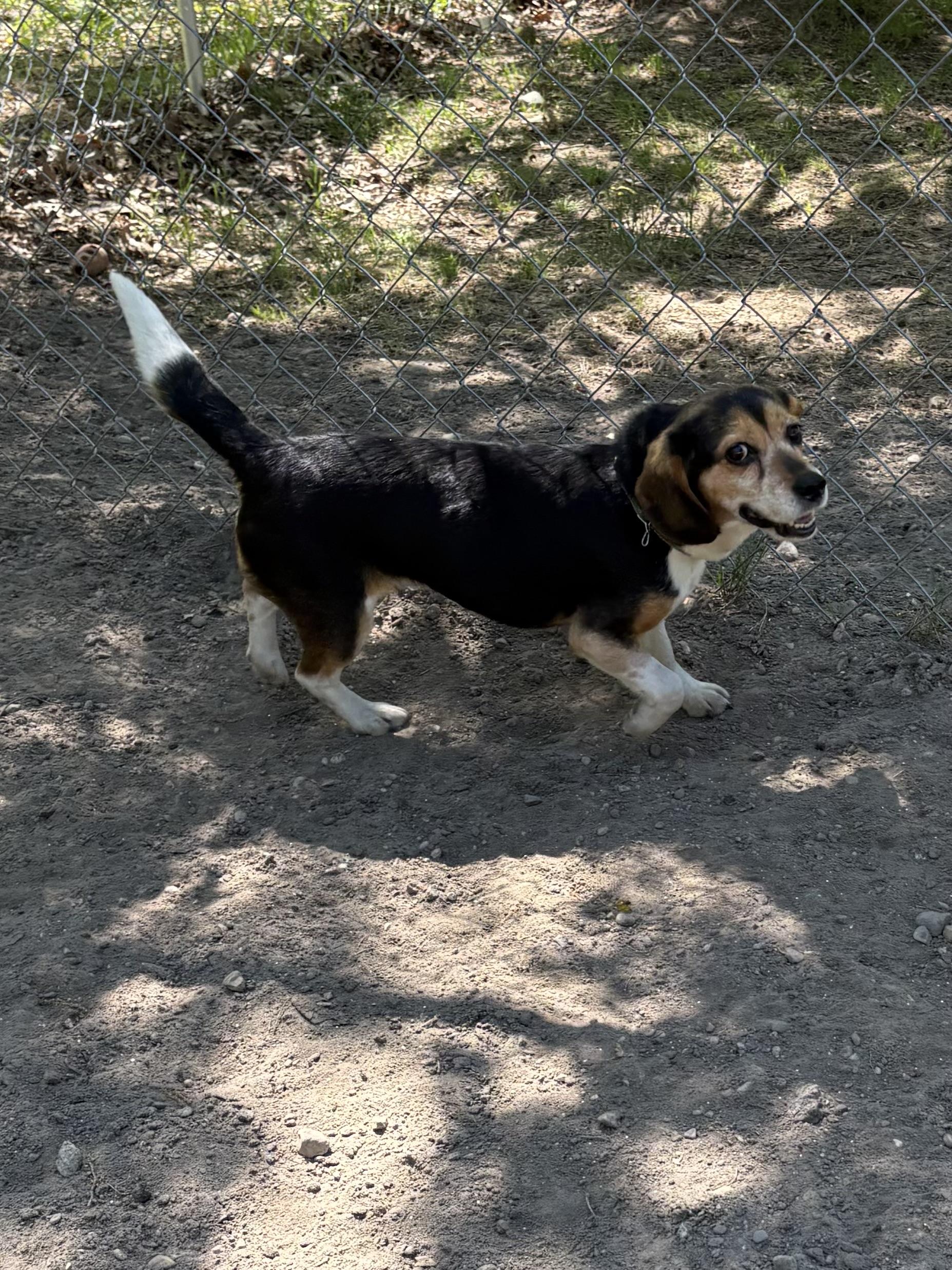 Enlarge Annie, an adopted Beagle in Big Rapids, MI image 3/3