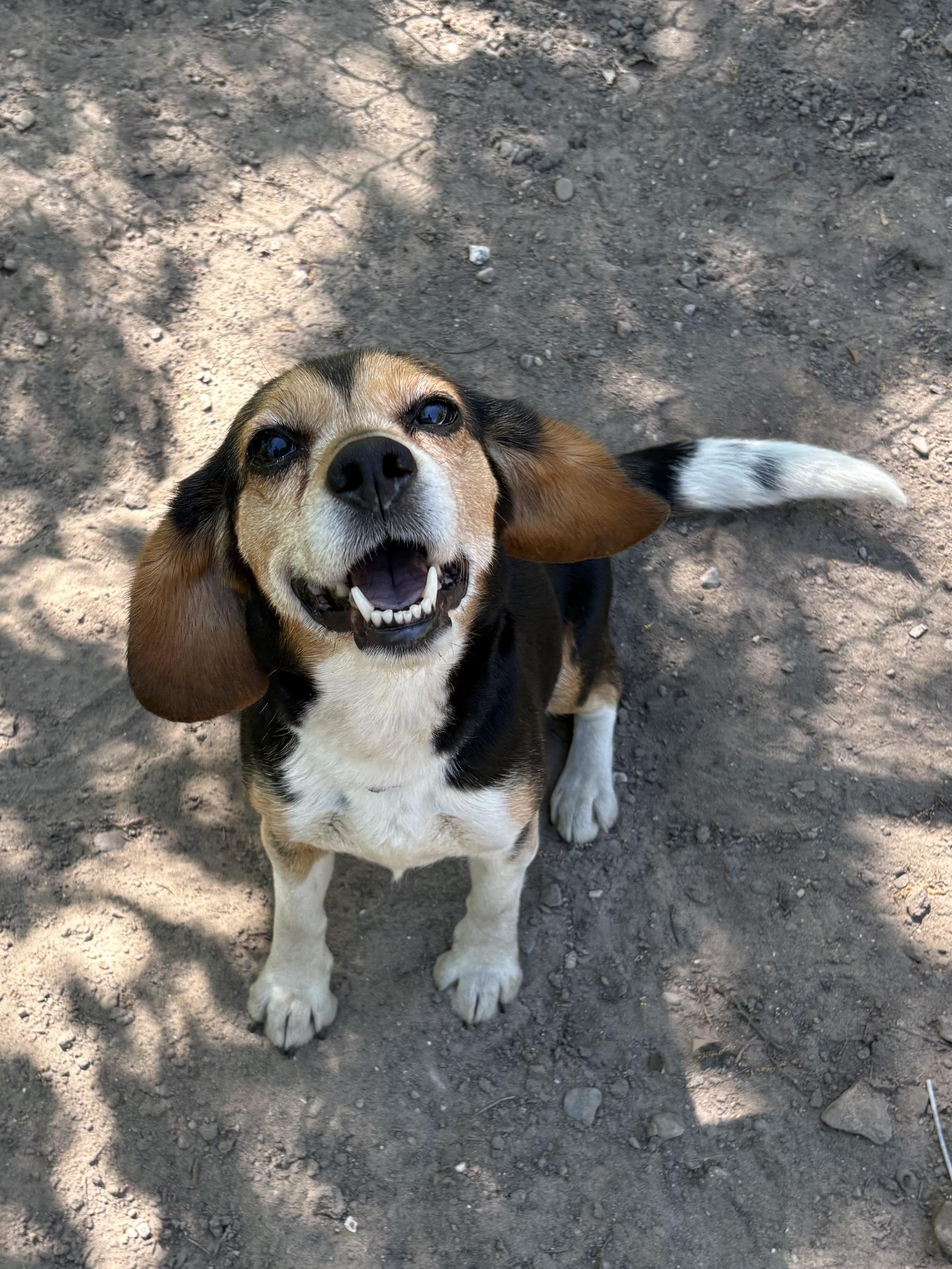 Annie, adopted, Adult Female Beagle.