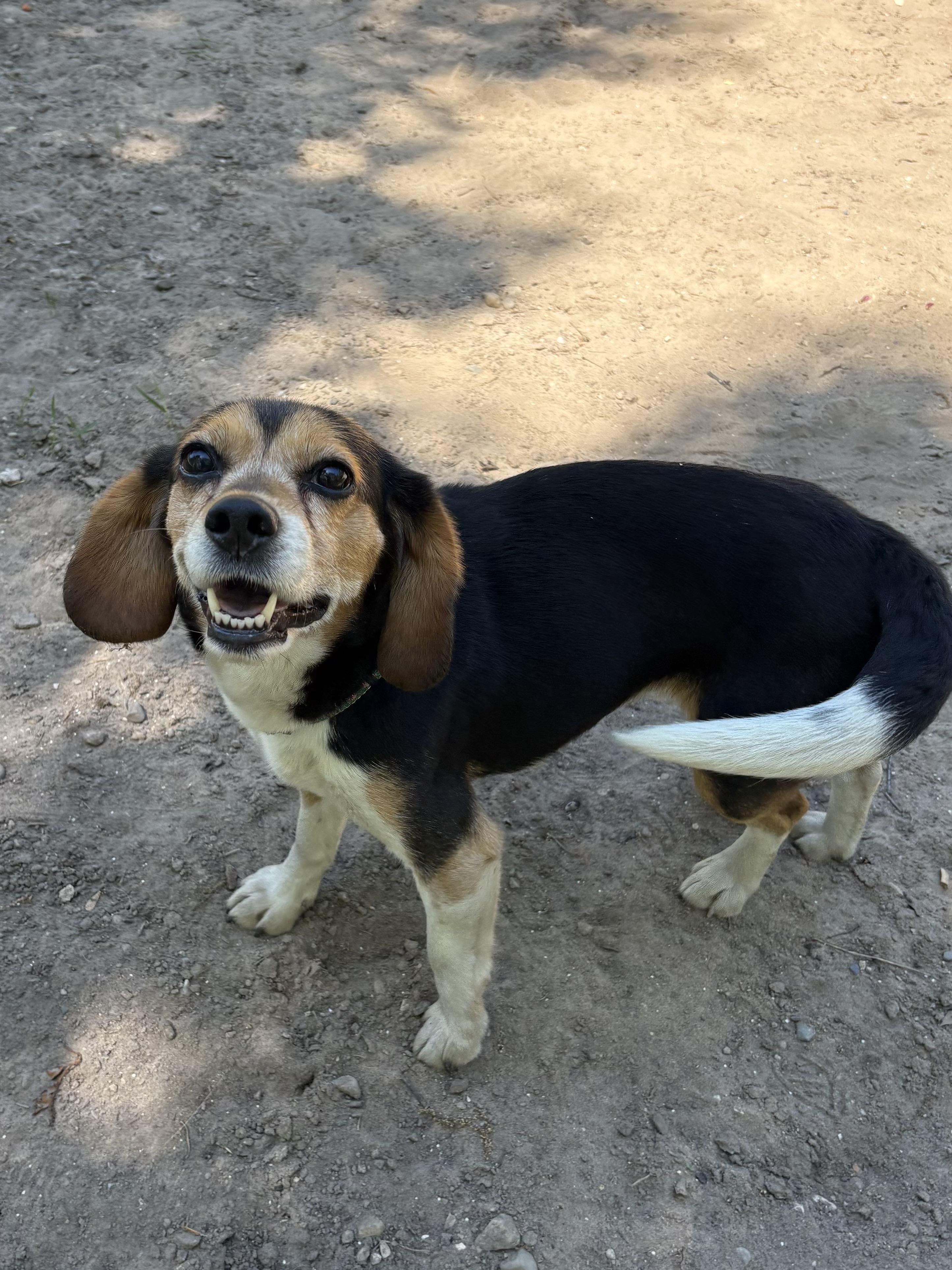 Enlarge Annie, an adopted Beagle in Big Rapids, MI image 2/3
