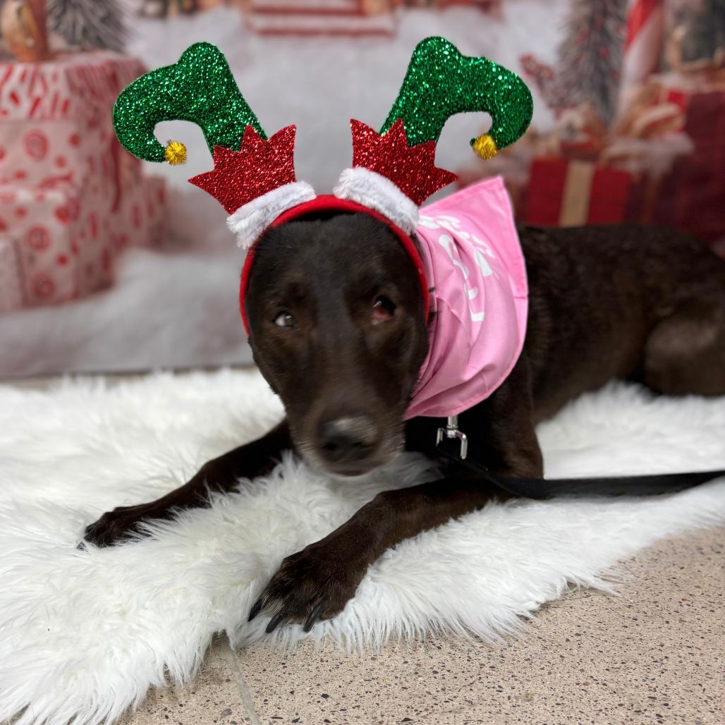 Enlarge Kaia, a Adoptable Labrador Retriever in Phoenix, AZ image 2/5