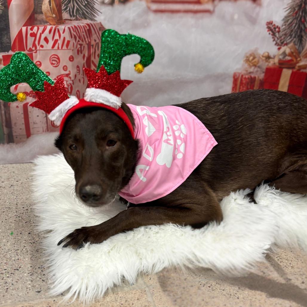 Enlarge Kaia, a Adoptable Labrador Retriever in Phoenix, AZ image 4/5