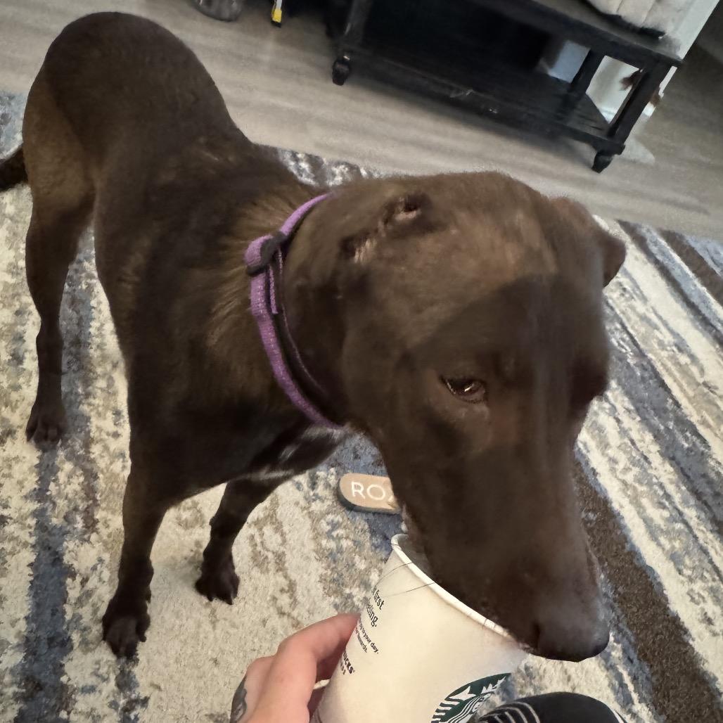 Enlarge Kaia, a Adoptable Labrador Retriever in Phoenix, AZ image 5/5