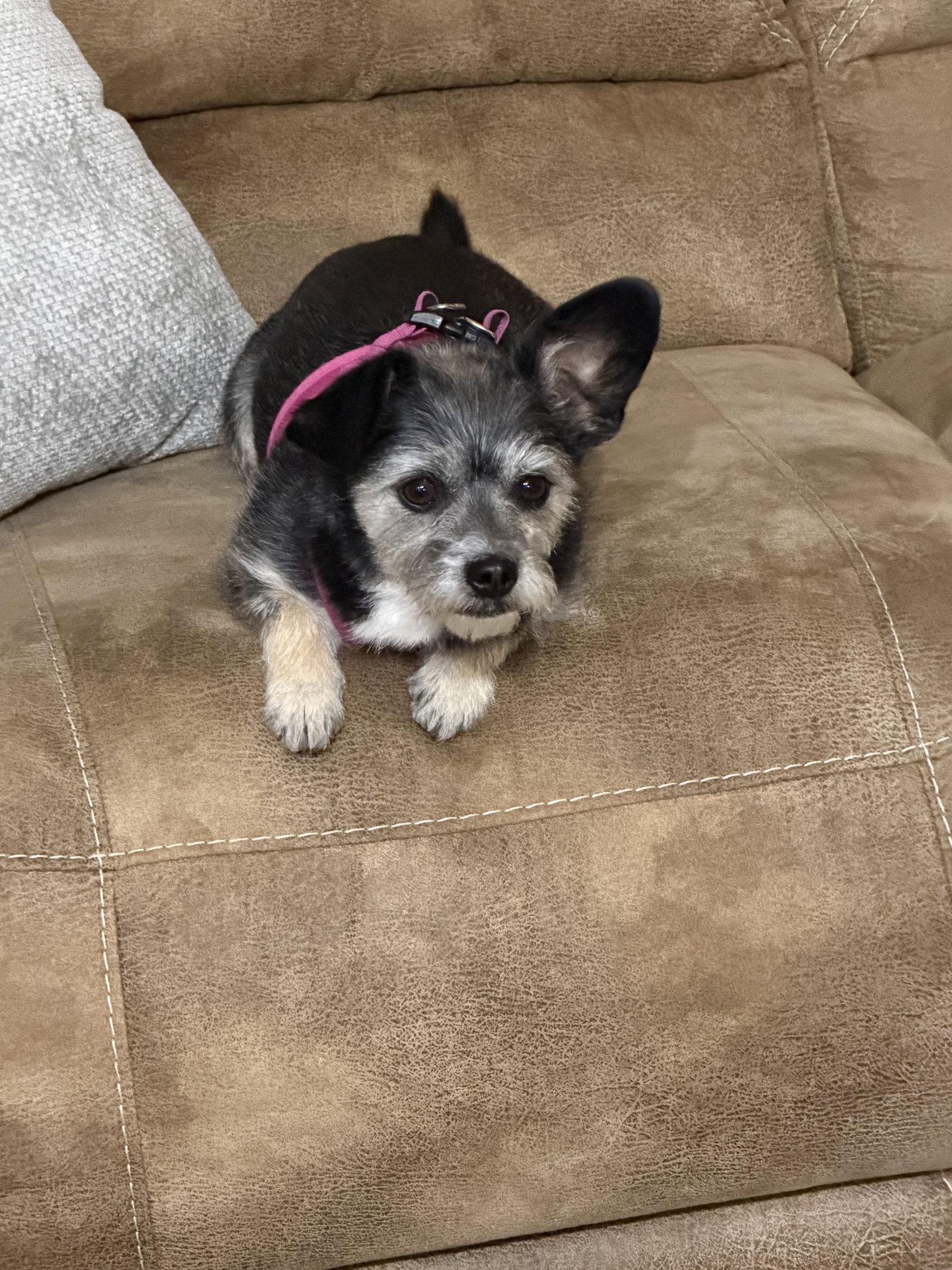 Muffin, Adopted, Adult Female Terrier.
