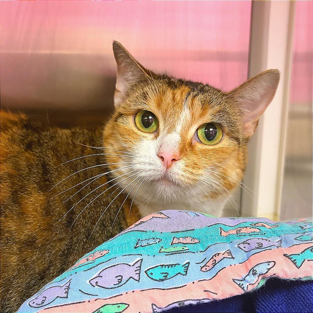 Amber, Adoptable, Adult Female Domestic Short Hair.