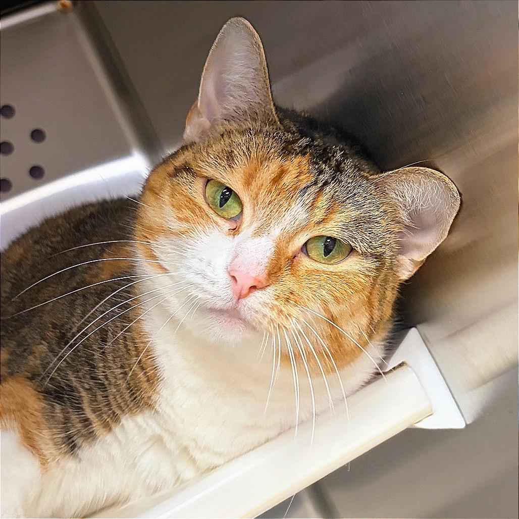 Enlarge Amber, a Adoptable Domestic Short Hair in Hannibal, MO image 2/4