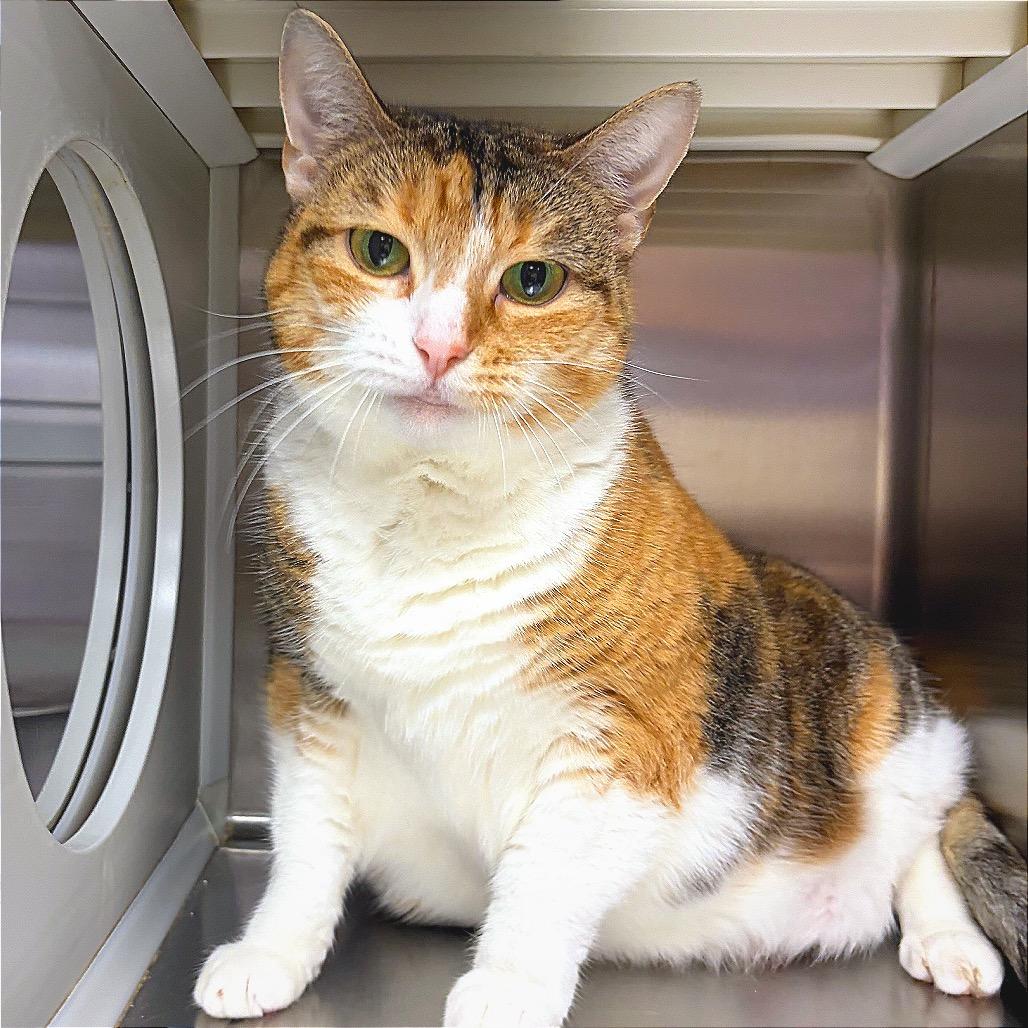 Enlarge Amber, a Adoptable Domestic Short Hair in Hannibal, MO image 3/4