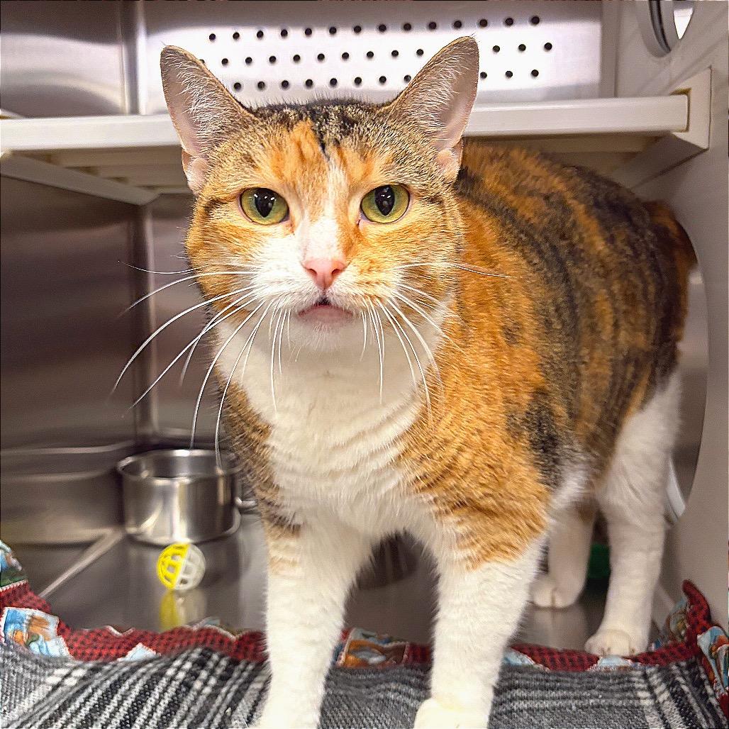 Enlarge Amber, a Adoptable Domestic Short Hair in Hannibal, MO image 4/4