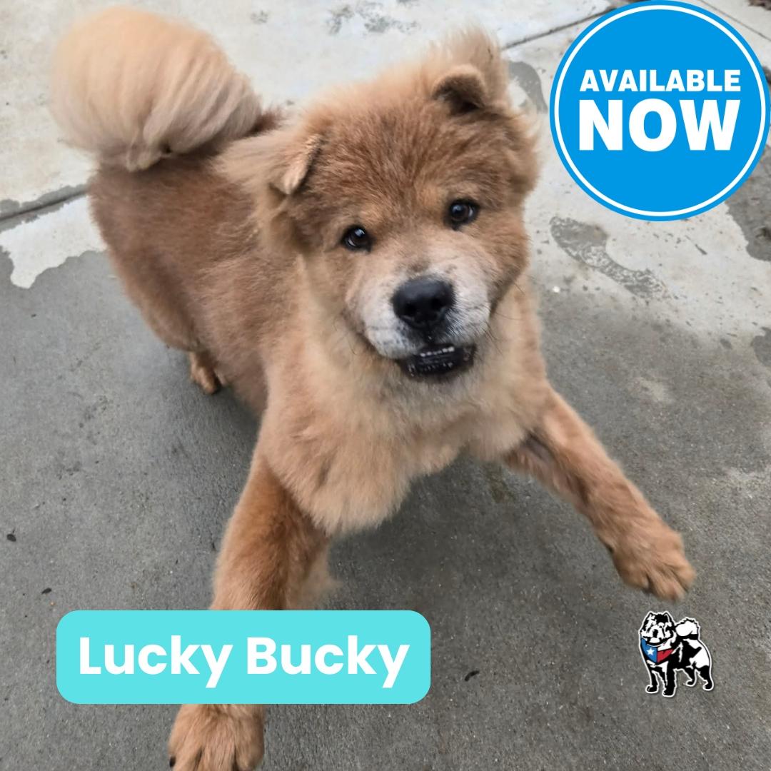Lucky Bucky, Adoptable, Young Male Chow Chow.