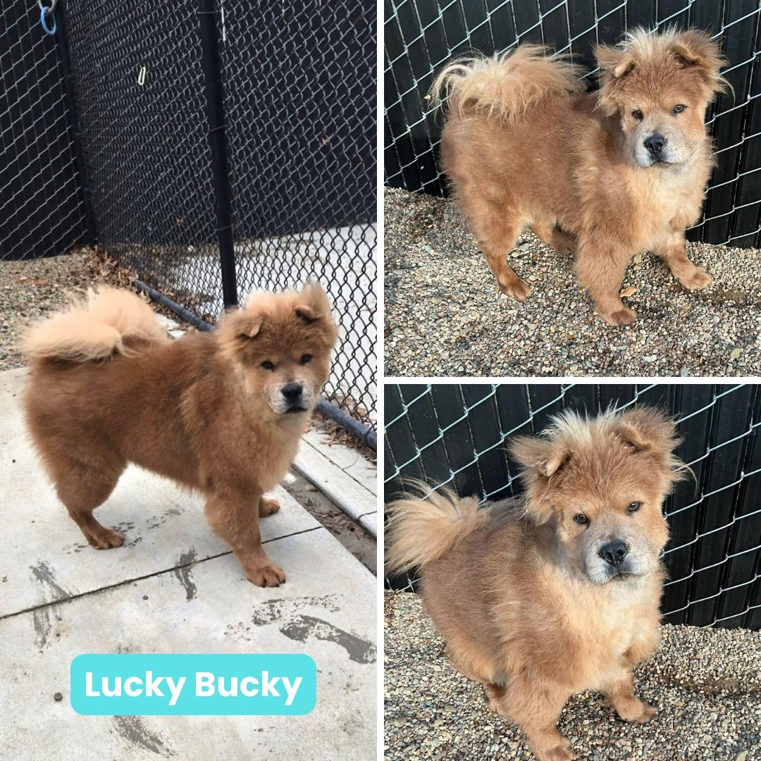 Enlarge Lucky Bucky, a Adoptable Chow Chow in Houston, TX image 2/2