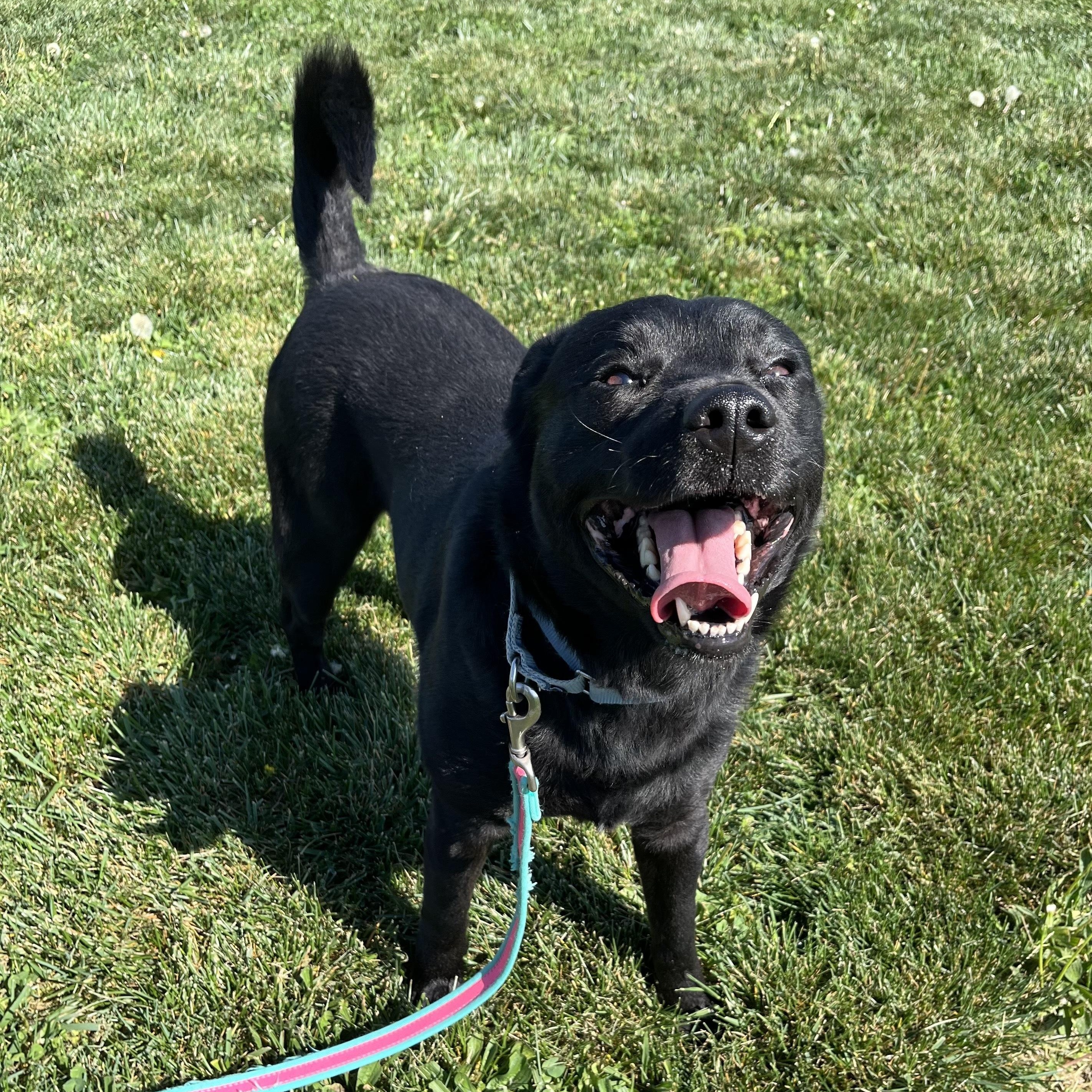 Enlarge Stryder, an adoptable Mixed Breed in Canal Winchester, OH image 5/6