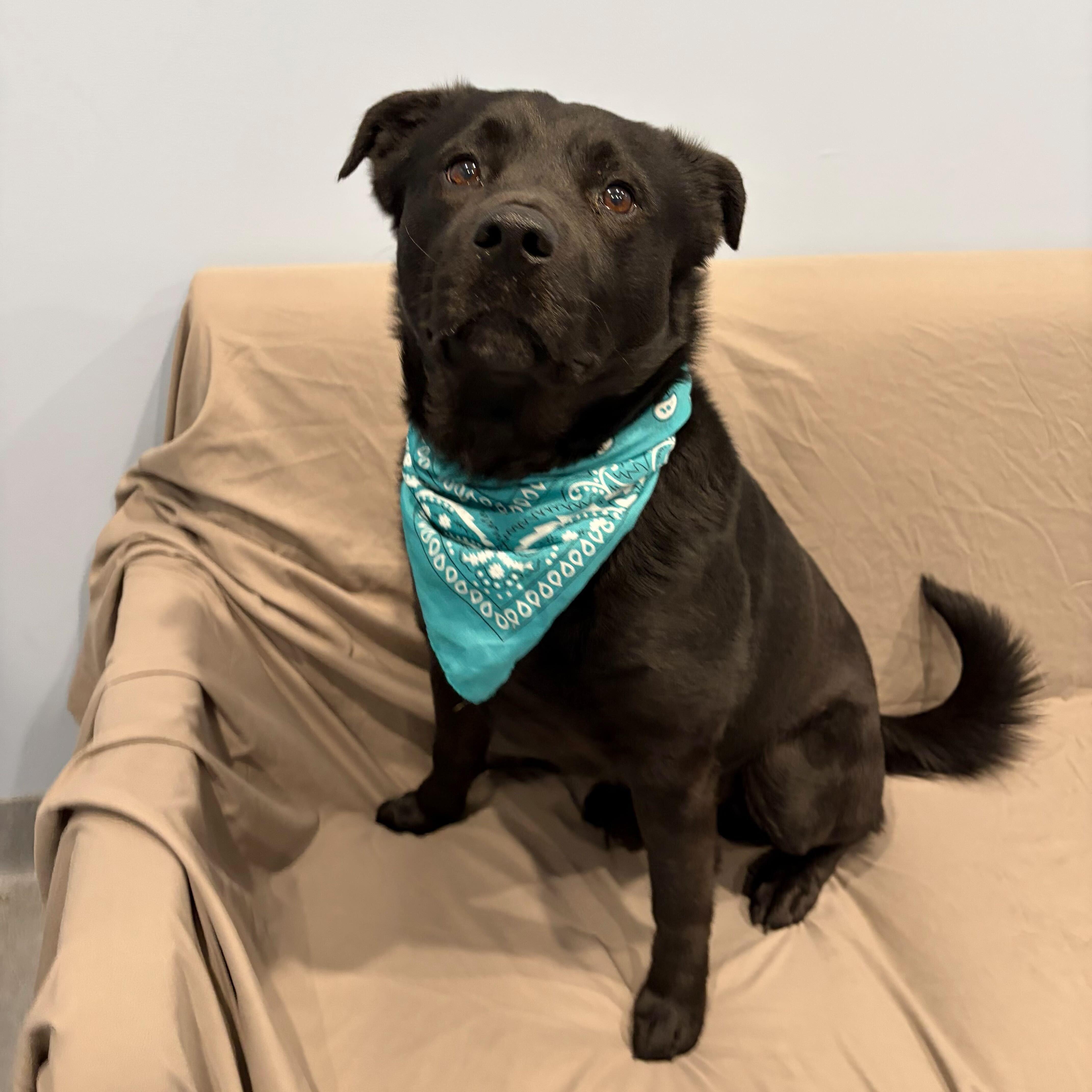 Enlarge Stryder, an adoptable Mixed Breed in Canal Winchester, OH image 4/6