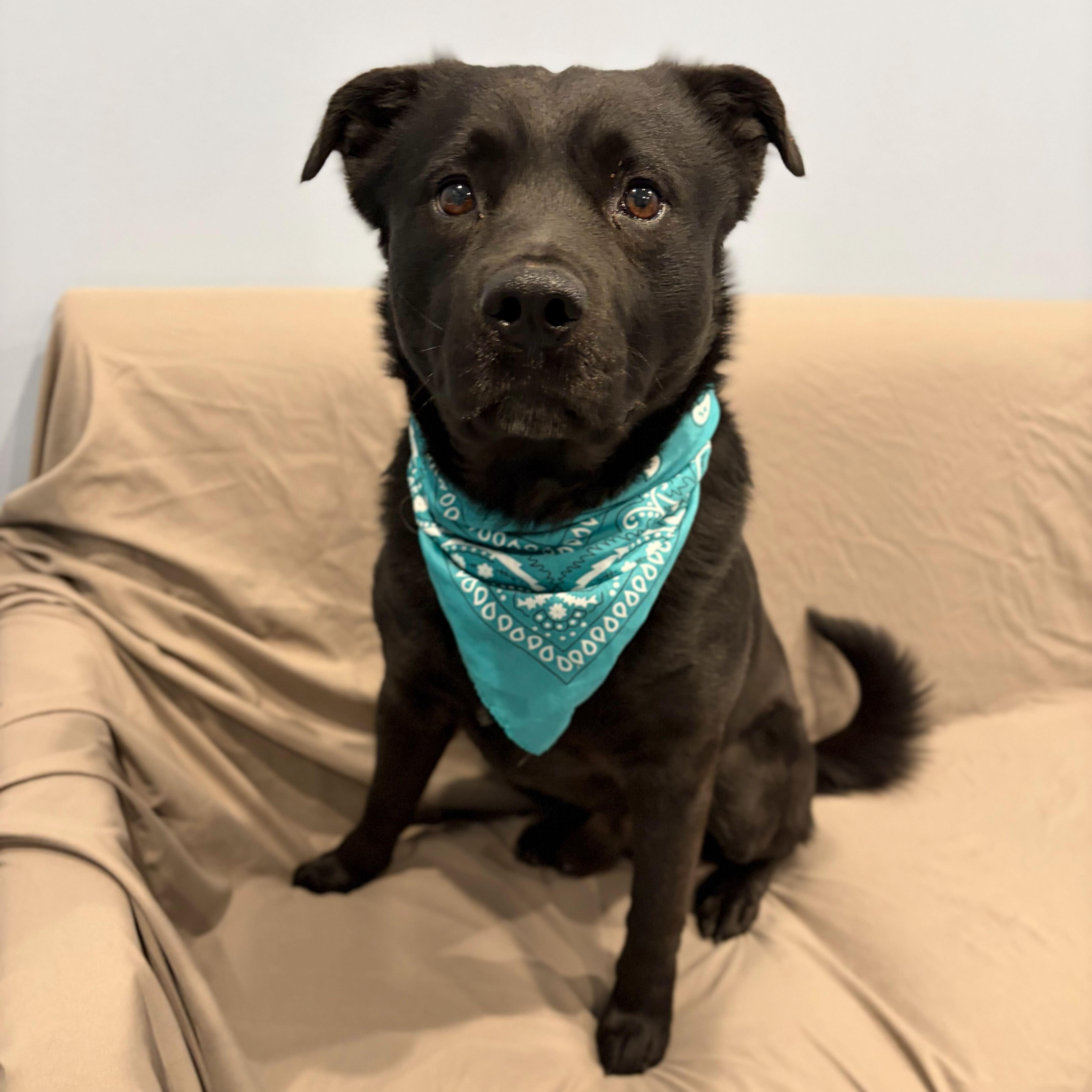 Enlarge Stryder, an adoptable Mixed Breed in Canal Winchester, OH image 2/6