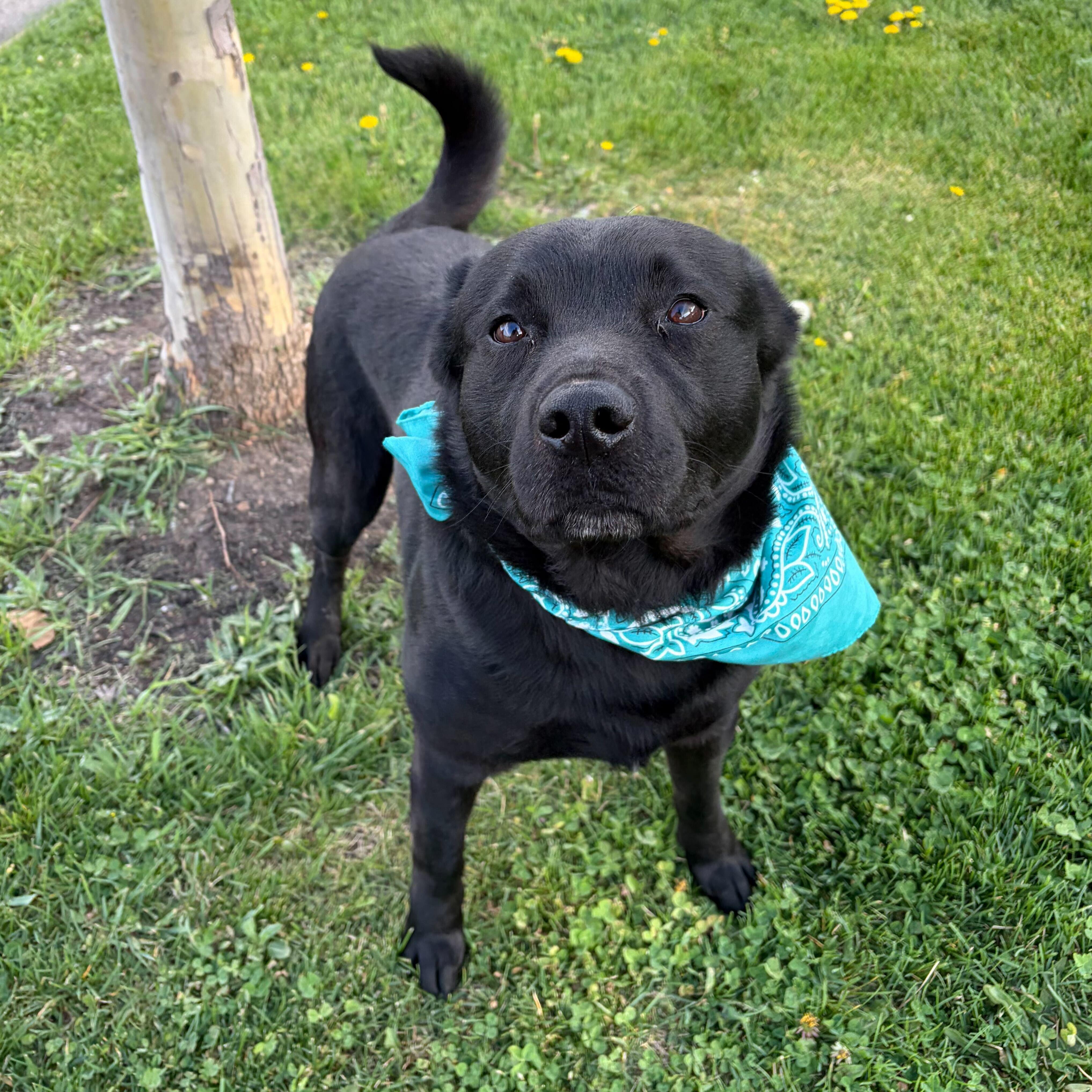 Enlarge Stryder, an adoptable Mixed Breed in Canal Winchester, OH image 3/6