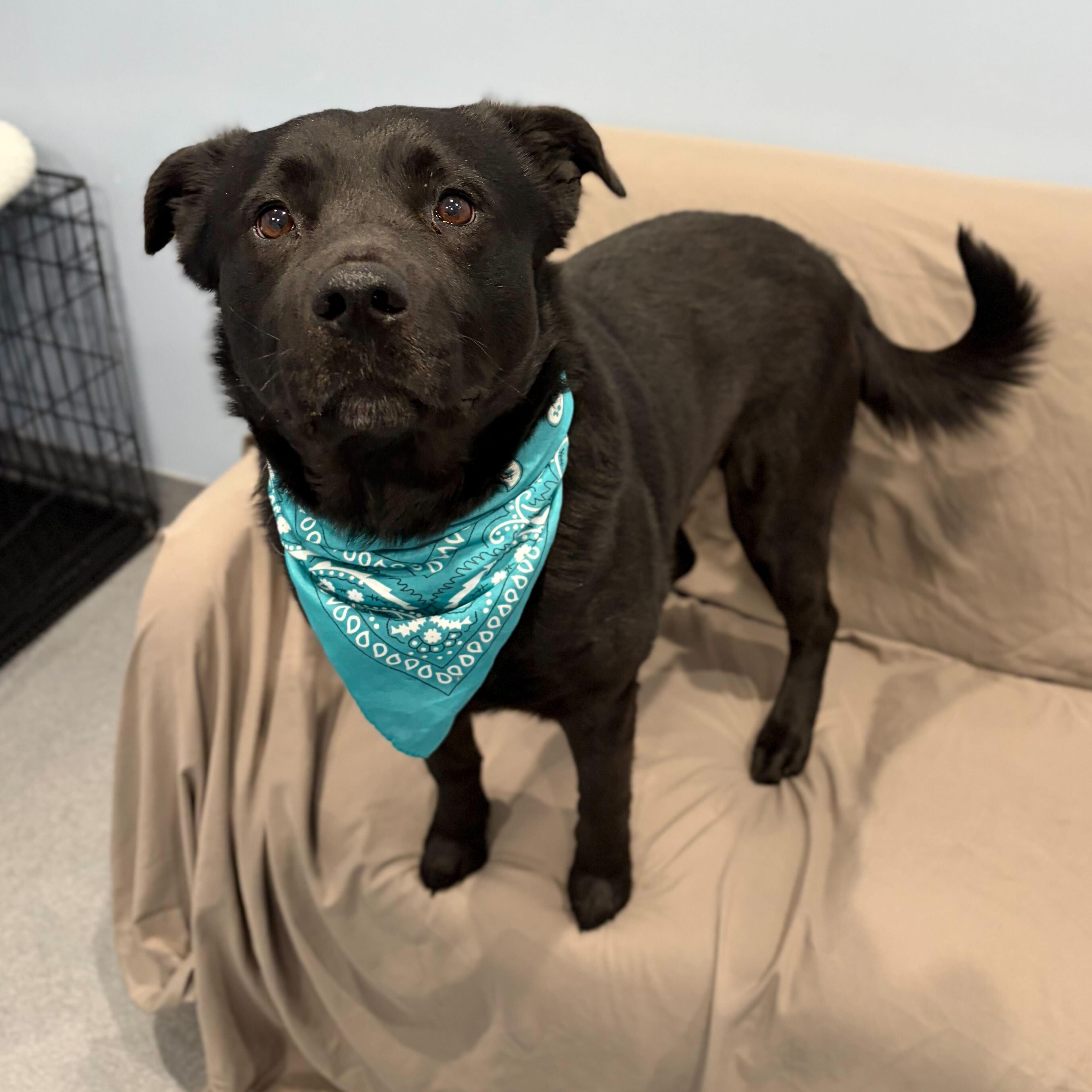 Stryder, adoptable, Young Male Mixed Breed.