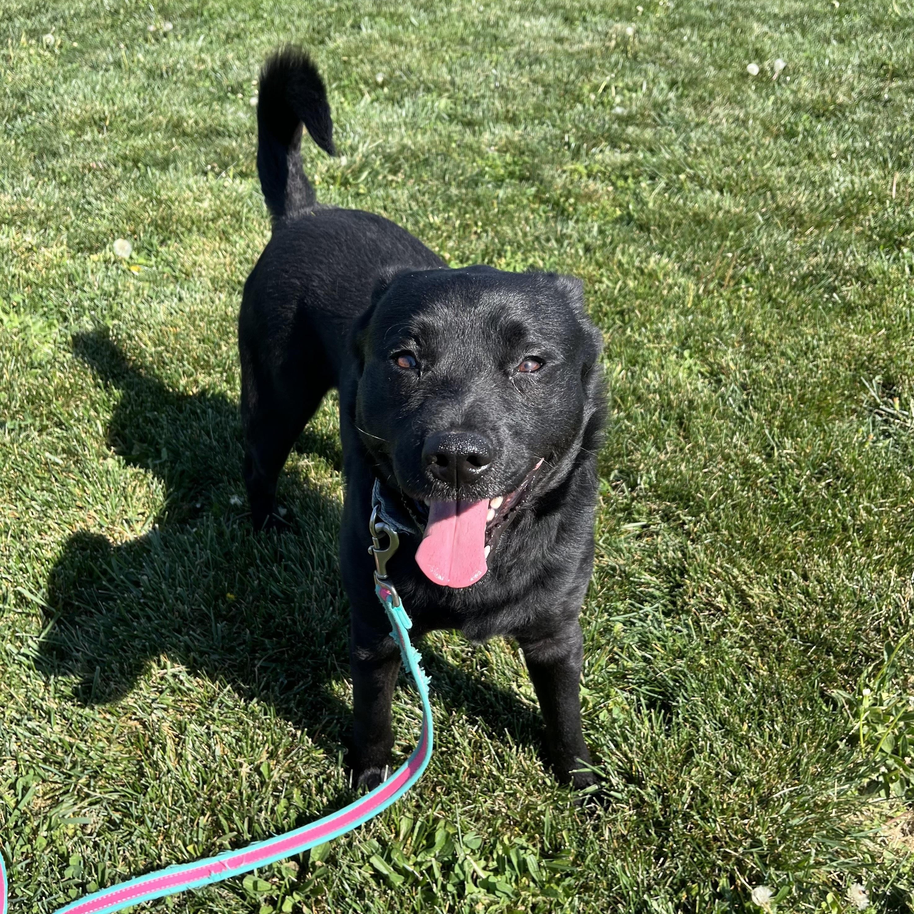 Enlarge Stryder, an adoptable Mixed Breed in Canal Winchester, OH image 6/6