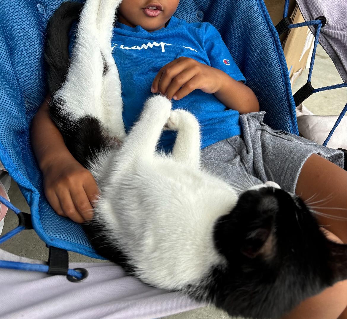 Fia, Adoptable, Young Female Domestic Short Hair.