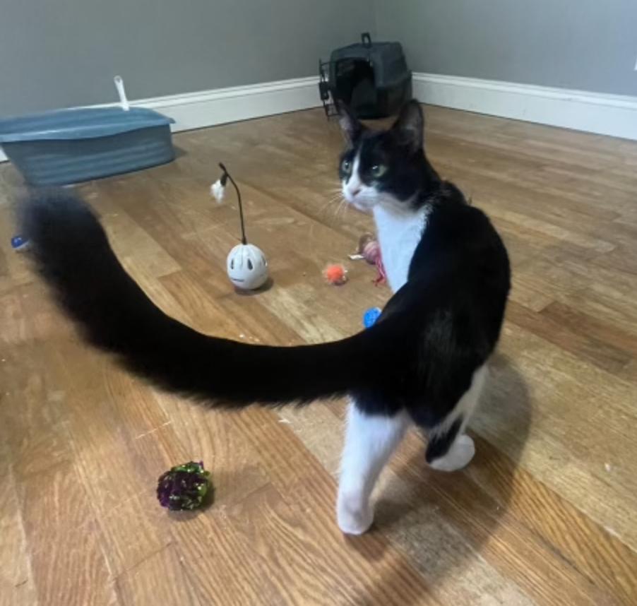 Fia, Adoptable, Young Female Domestic Short Hair.