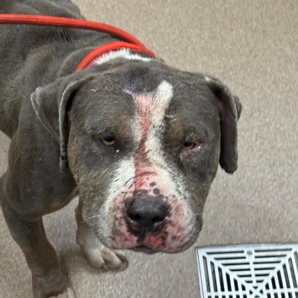 Judge, Adoptable, Adult Male Pit Bull Terrier.