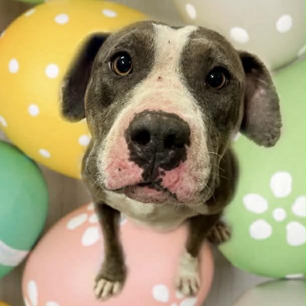 Judge, a Adoptable Pit Bull Terrier in Hinesville, GA image 2/3