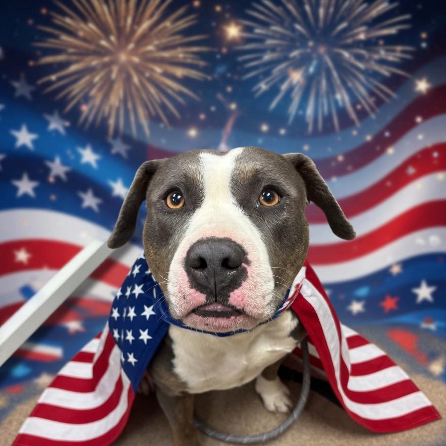 Judge, a Adoptable Pit Bull Terrier in Hinesville, GA image 3/3