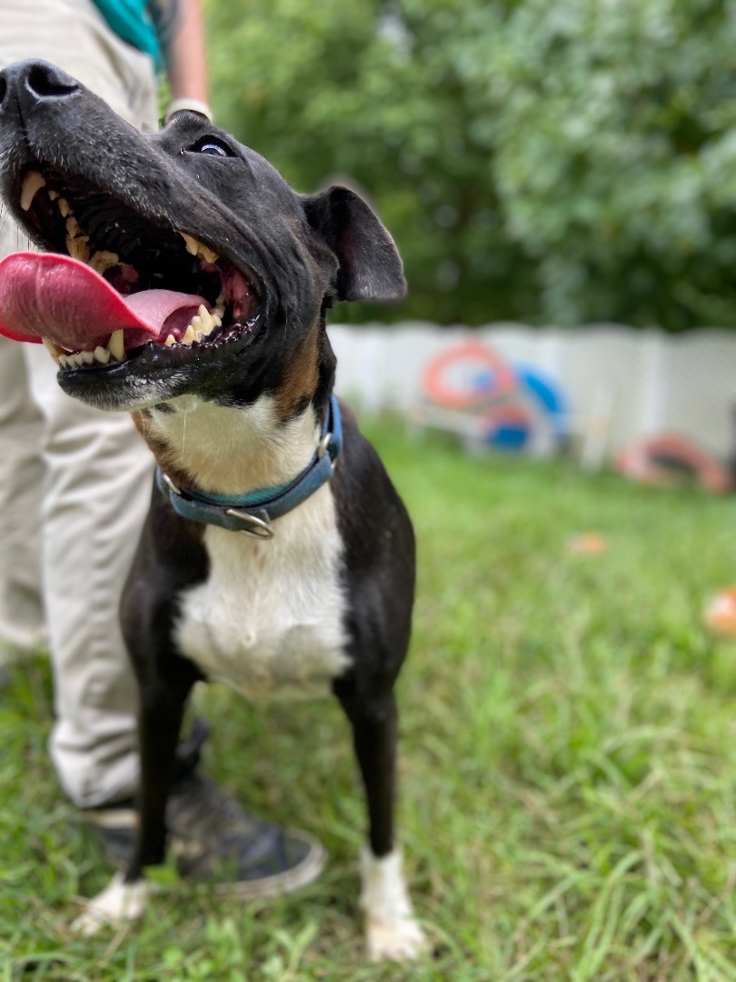 Enlarge Millie, a Adoptable mixed breed in Huntington, WV image 1/2