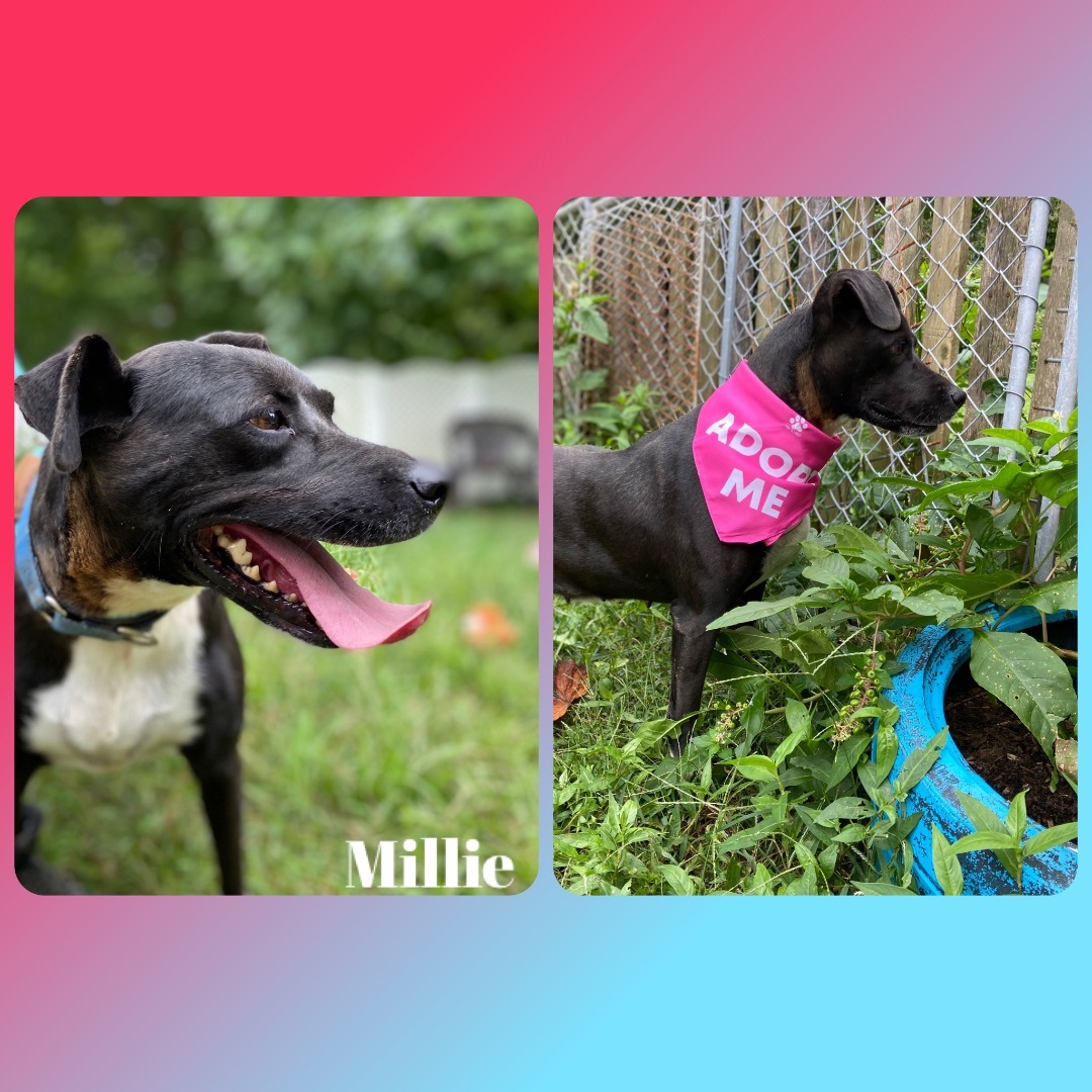 Enlarge Millie, a Adoptable mixed breed in Huntington, WV image 2/2