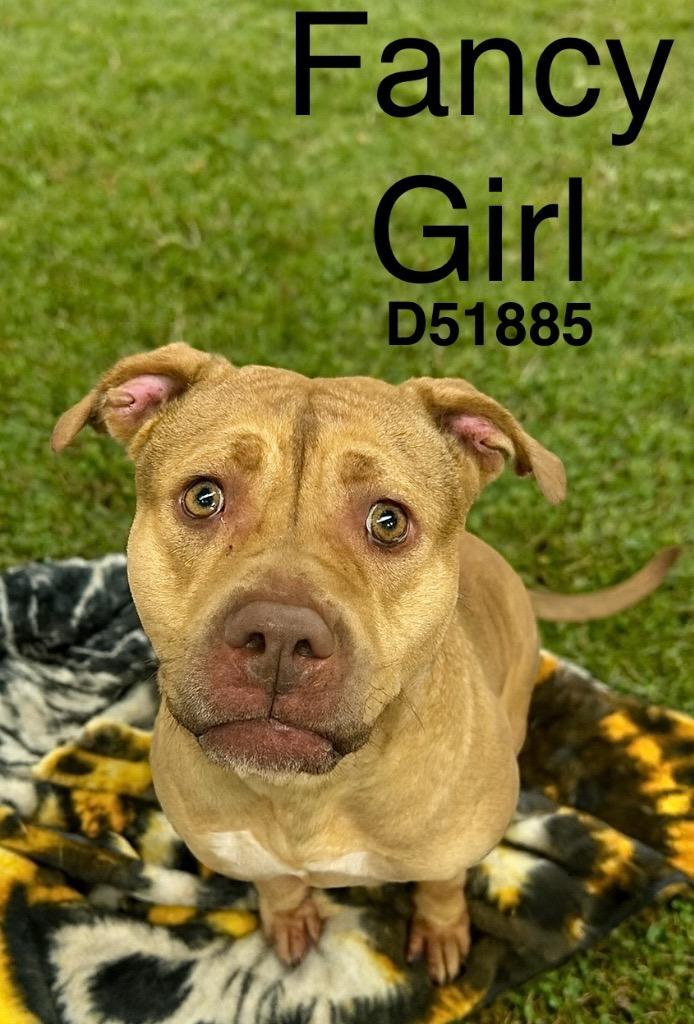Enlarge Fancy Girl, a Adoptable Pit Bull Terrier in Clarksville, TN image 1/1