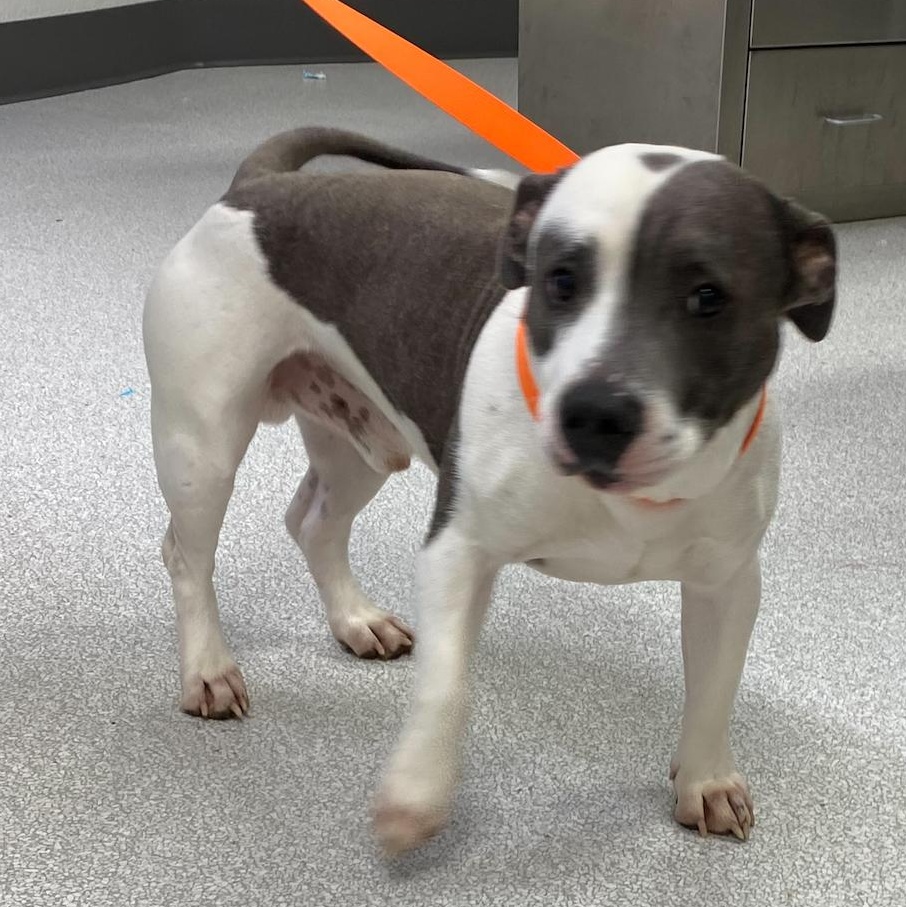 Riot, an adoptable American Bully in Pasco, WA image 2/4