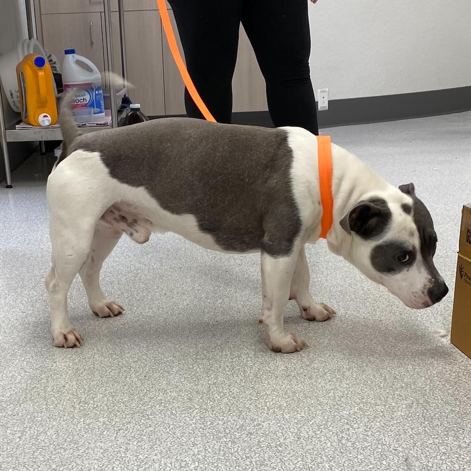 Riot, an adoptable American Bully in Pasco, WA image 4/4