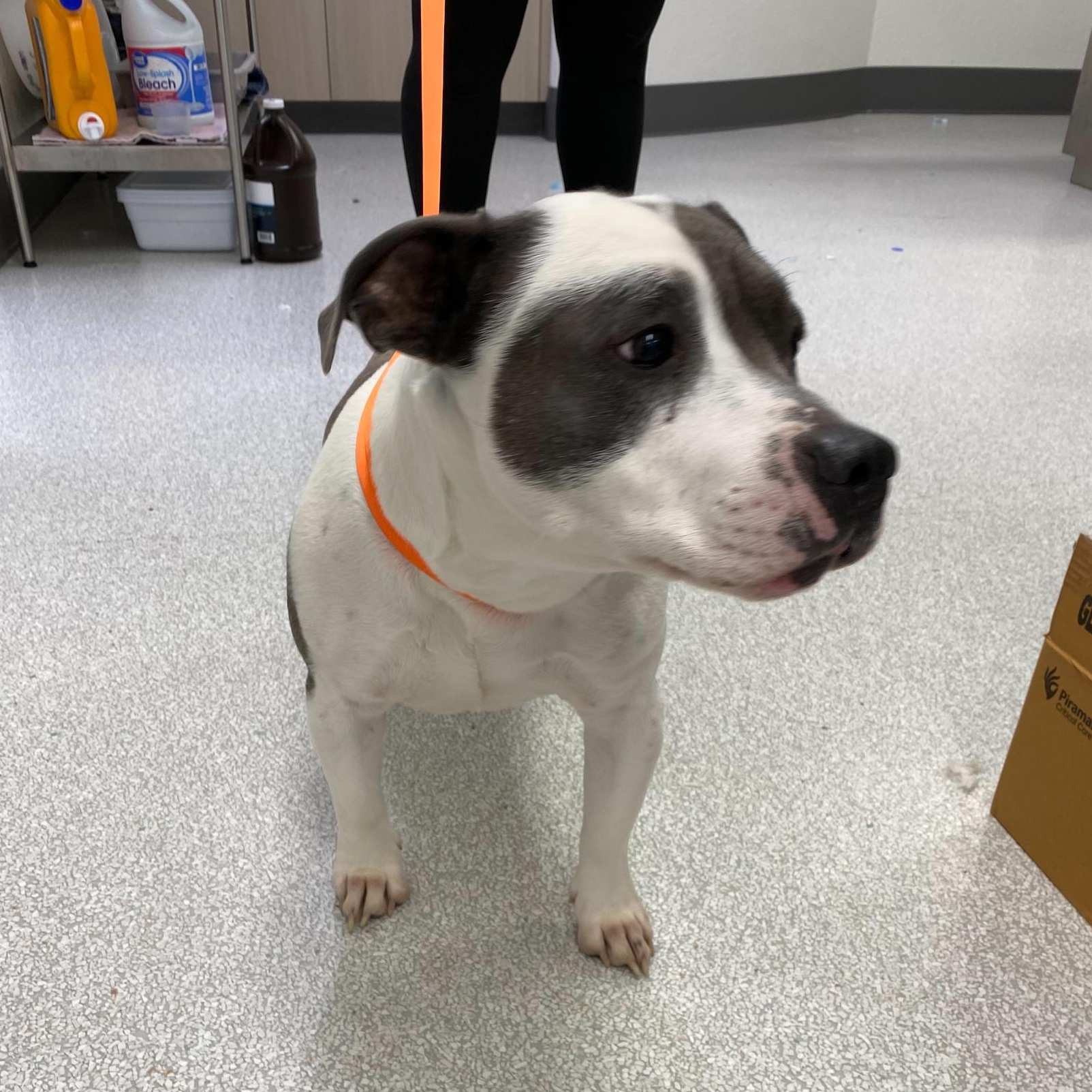 Riot, an adoptable American Bully in Pasco, WA image 3/4