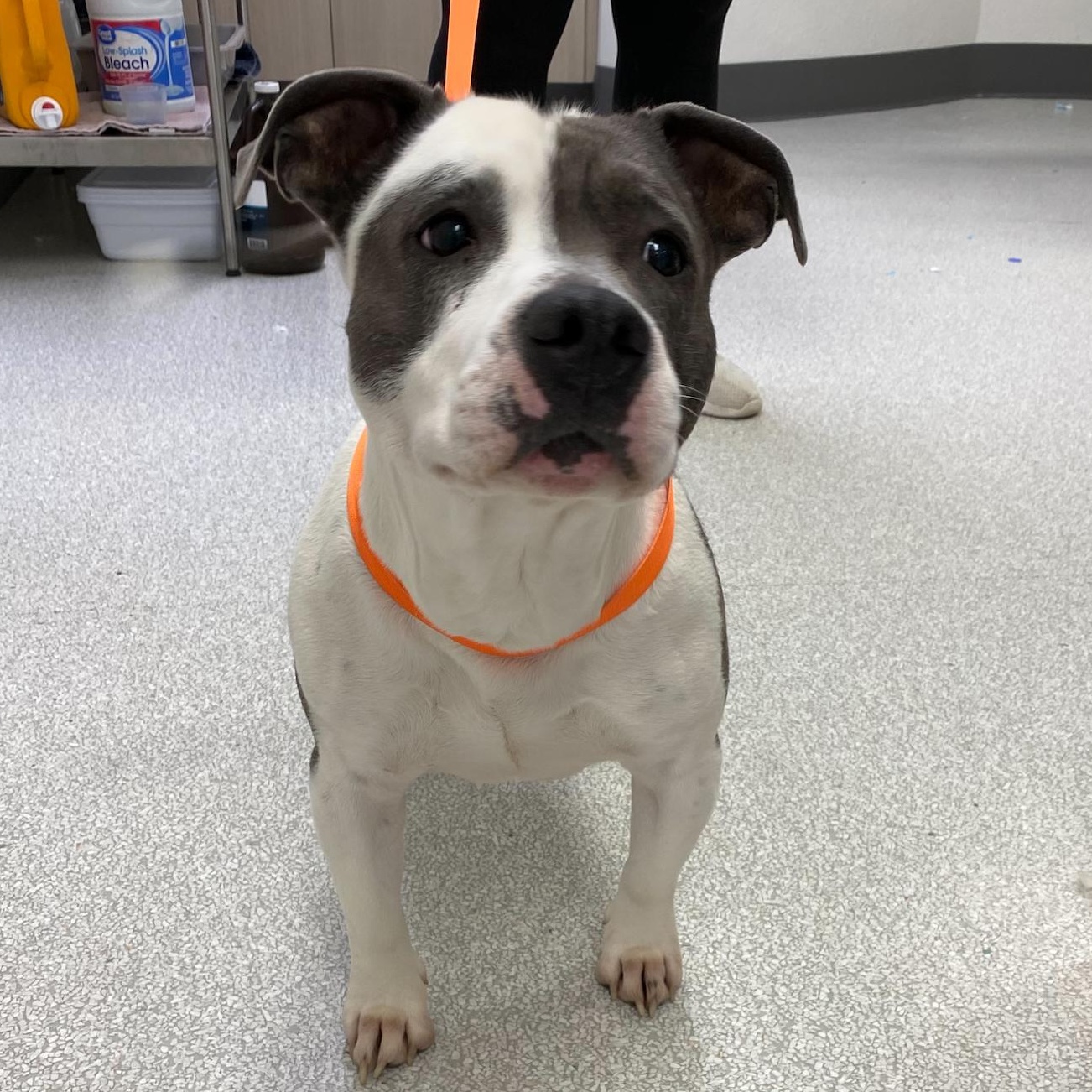 Riot, an adoptable American Bully in Pasco, WA image 1/4