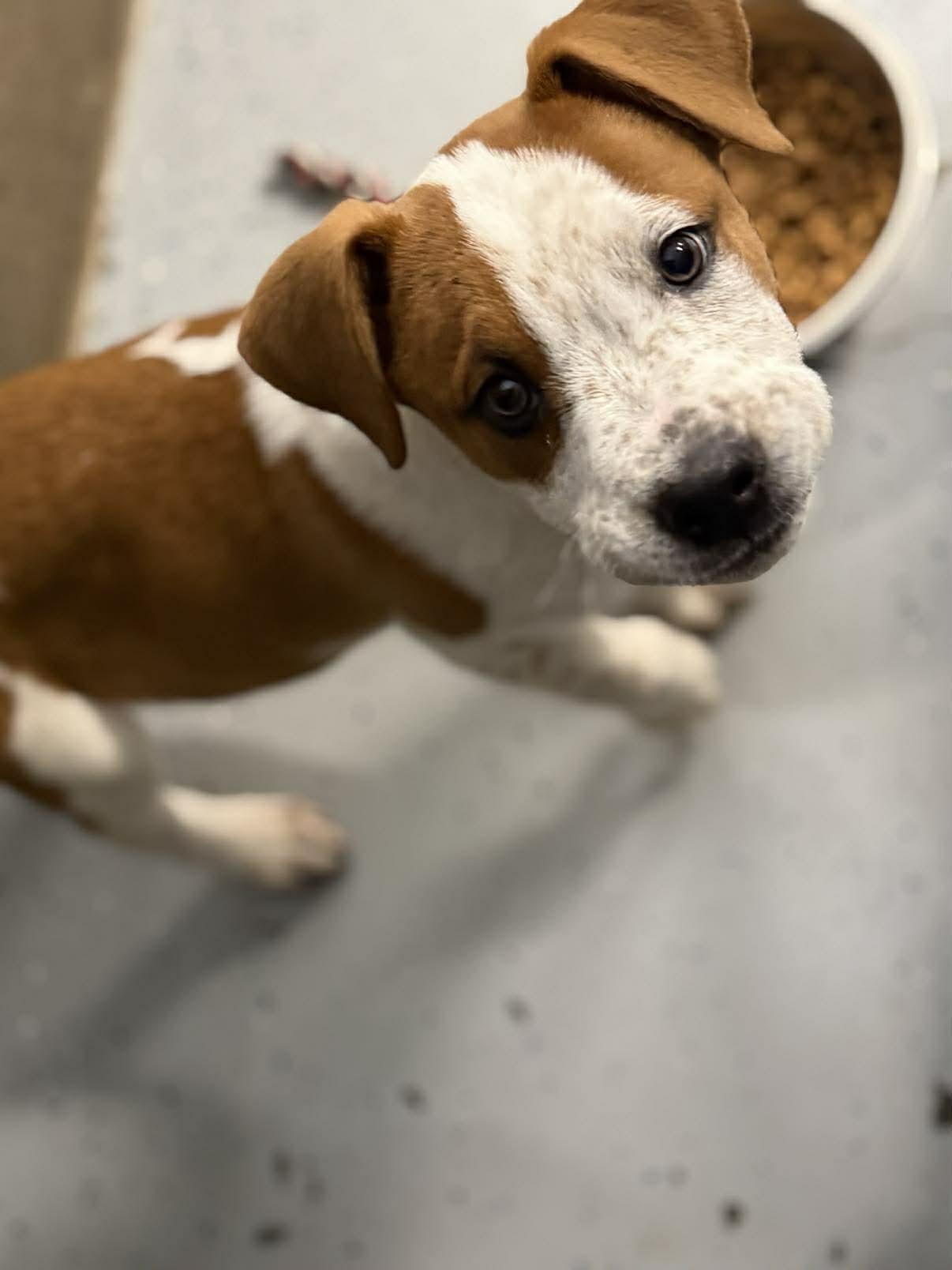 Jeff Bandit, Adoptable, Young Male Australian Cattle Dog / Blue Heeler & Hound.