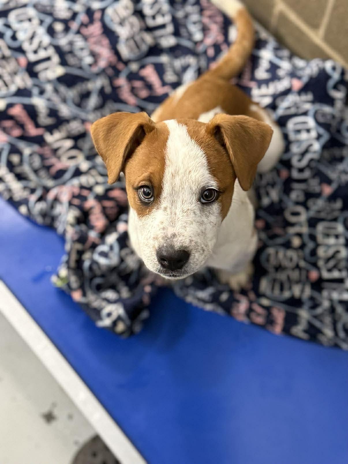 Enlarge Jeff Bandit, a Adoptable mixed breed in Midway, UT image 2/2