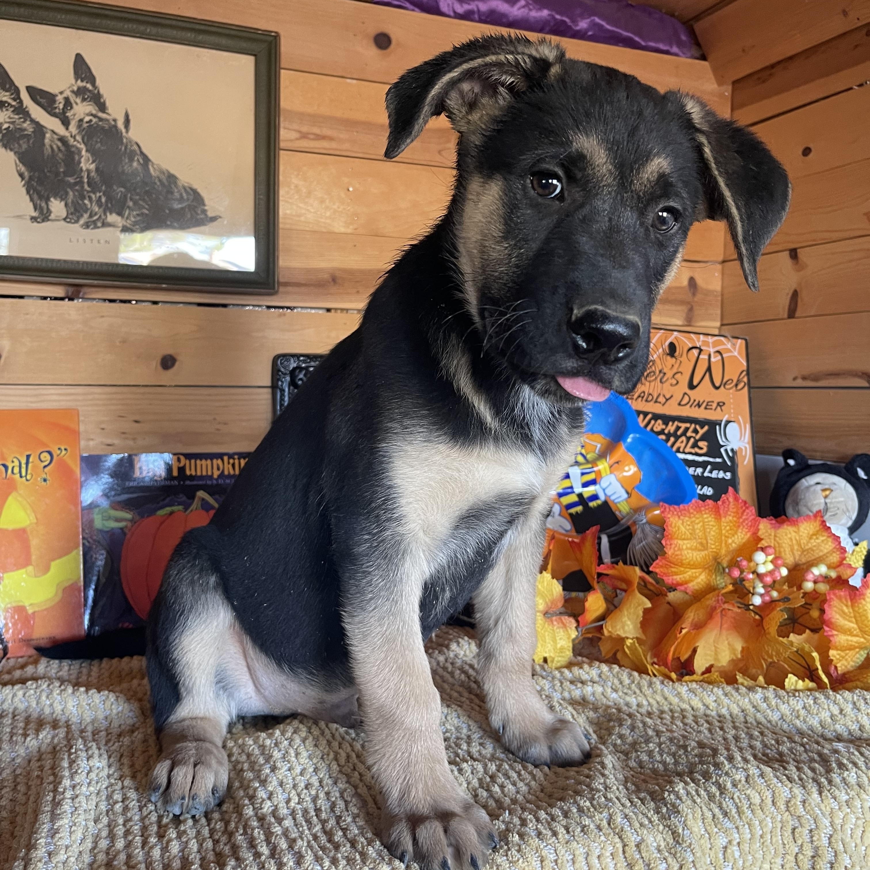 Enlarge Bear, a Adoptable mixed breed in Vacaville, CA image 5/5