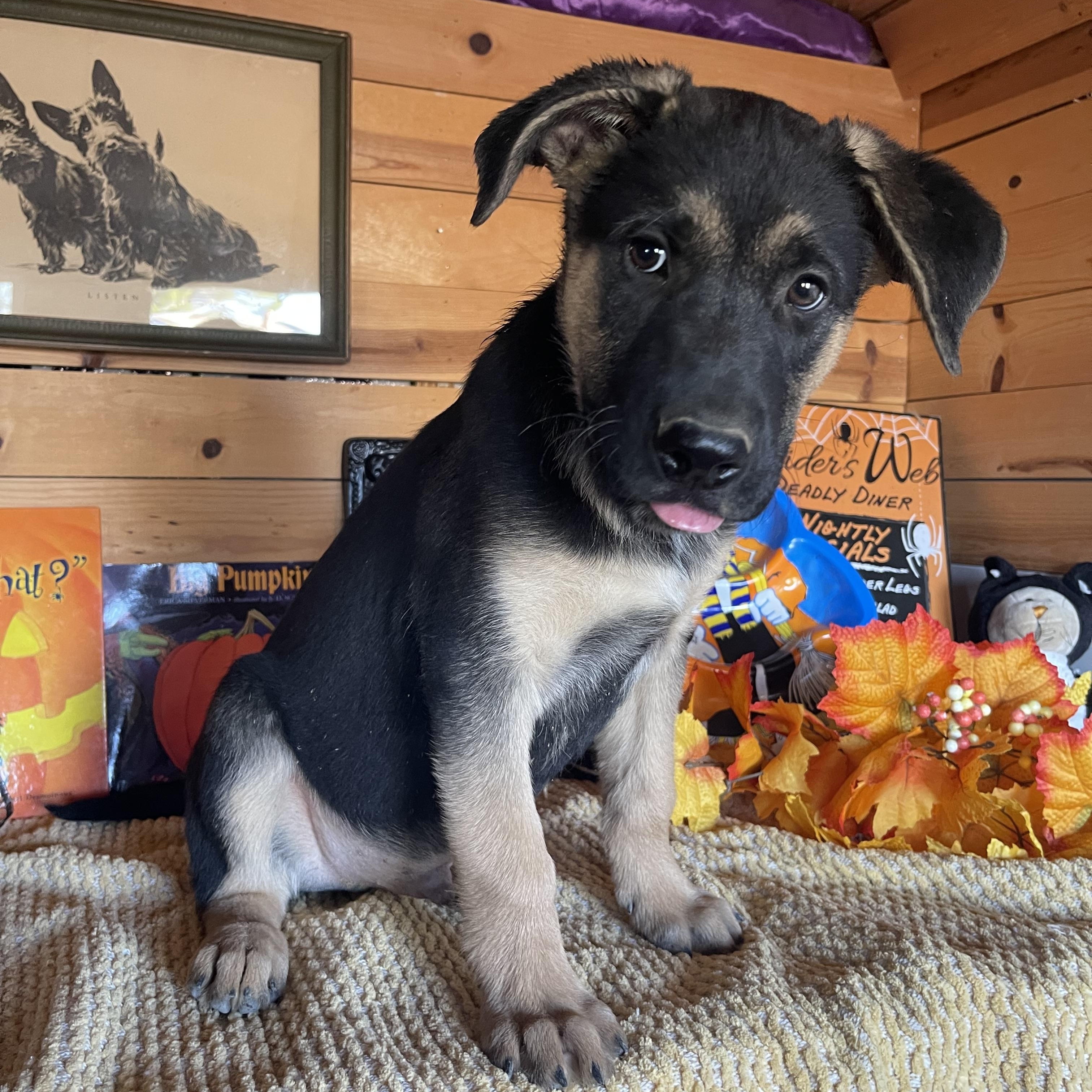 Enlarge Bear, a Adoptable mixed breed in Vacaville, CA image 4/5