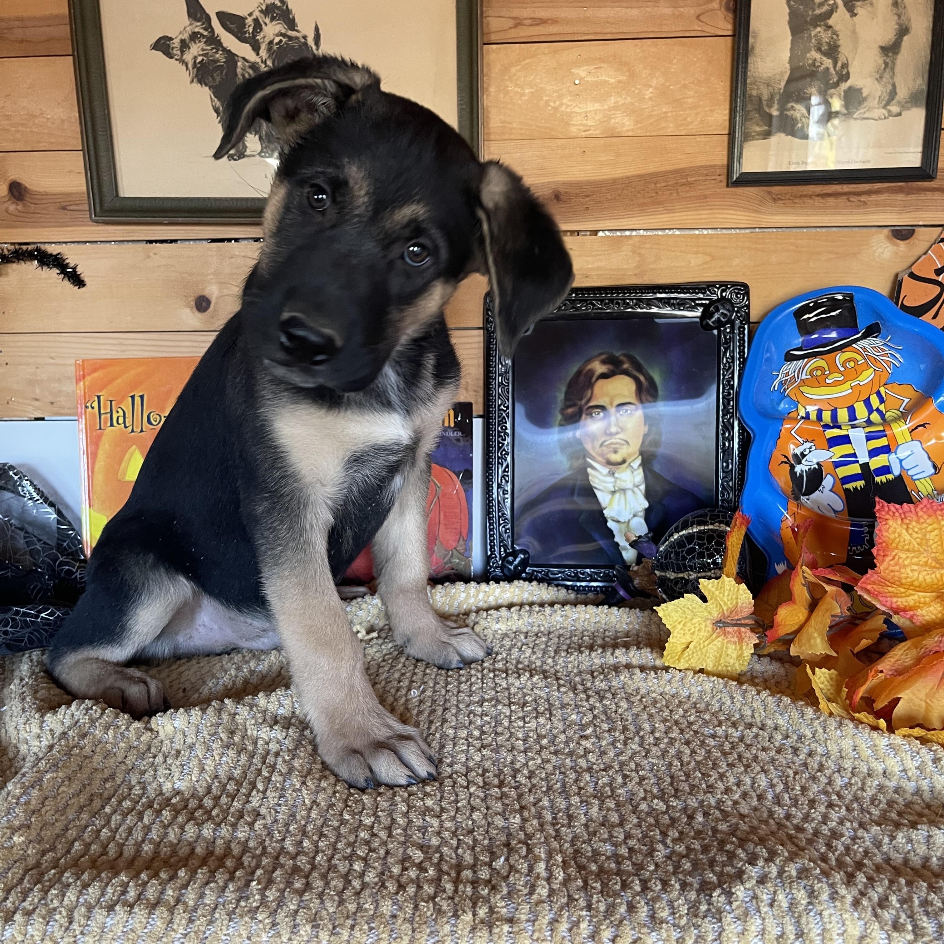 Bear, Adoptable, Puppy Male German Shepherd Dog.
