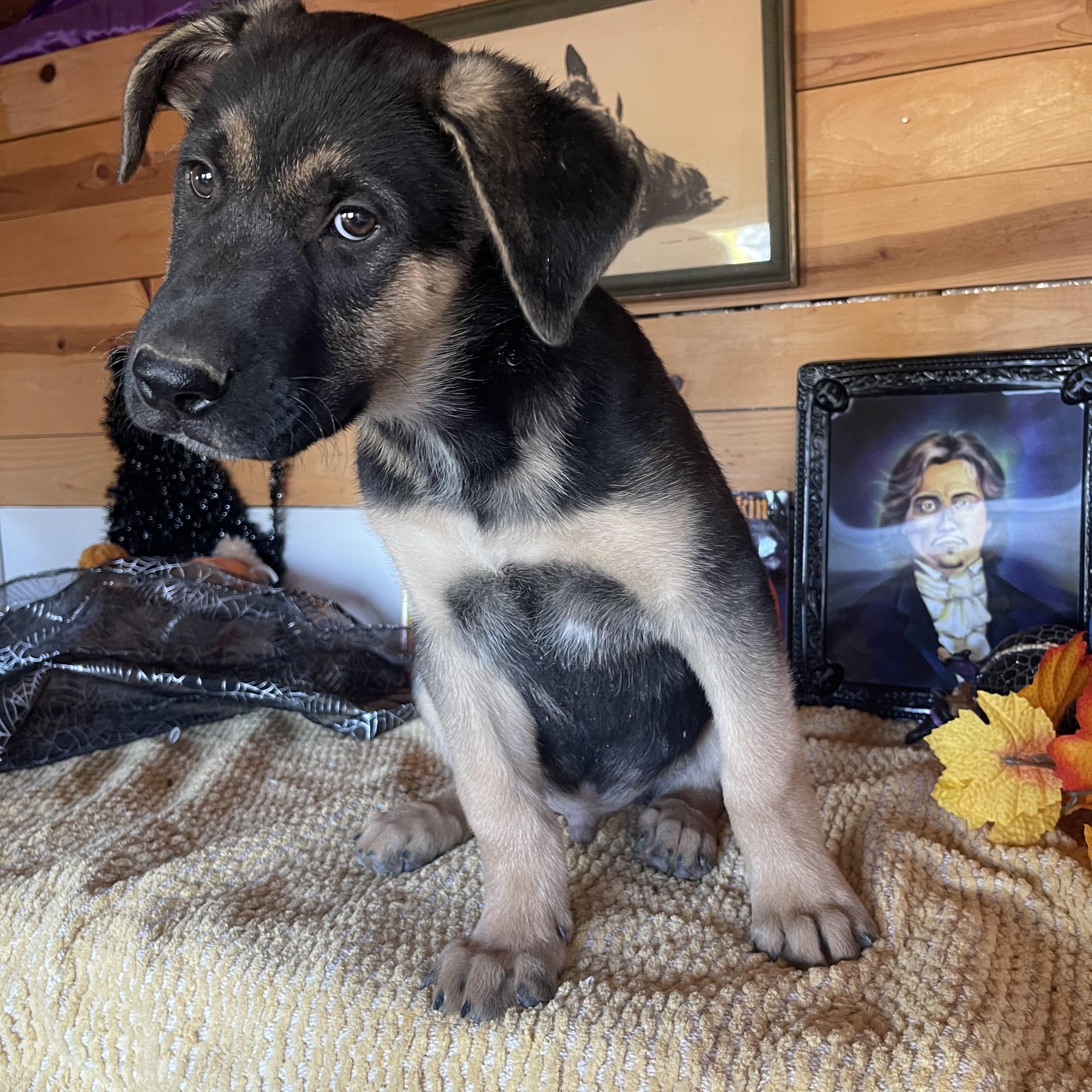 Enlarge Bear, a Adoptable mixed breed in Vacaville, CA image 3/5