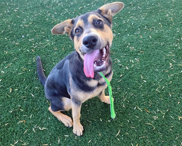 BROOKLYN, Adoptable, Young Female German Shepherd Dog & Mixed Breed.