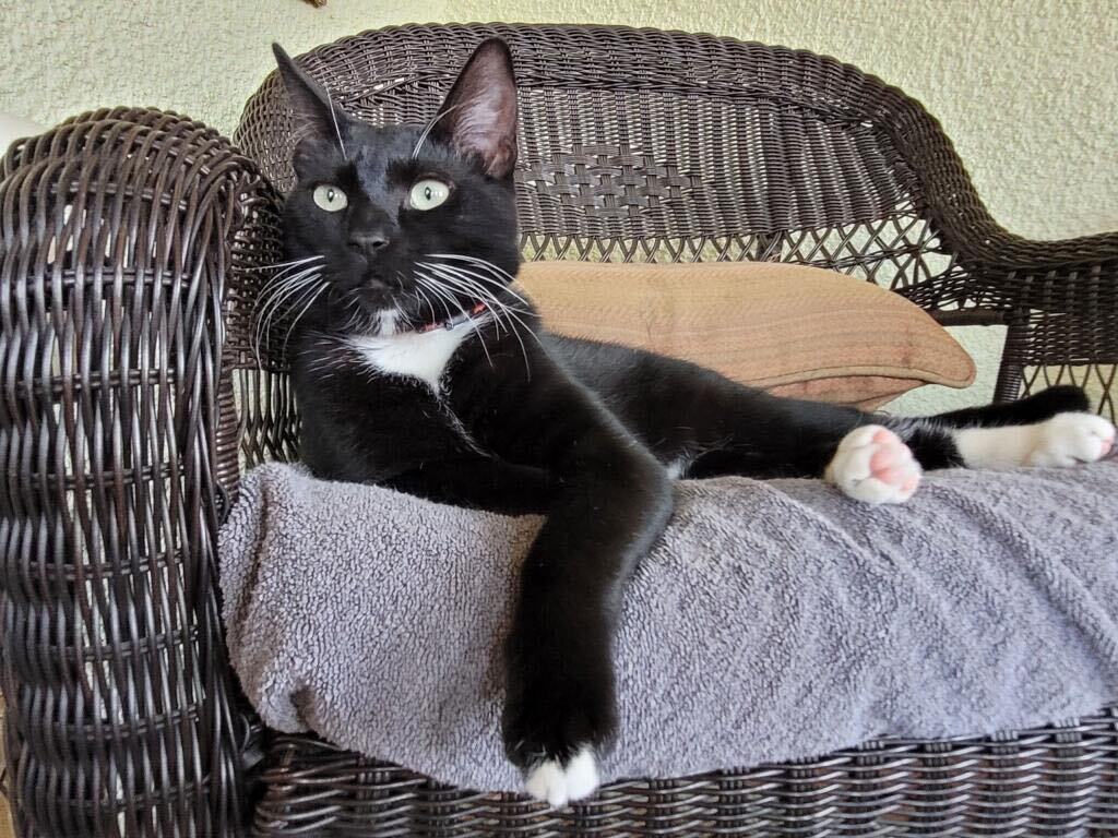 Toothless photo 1
