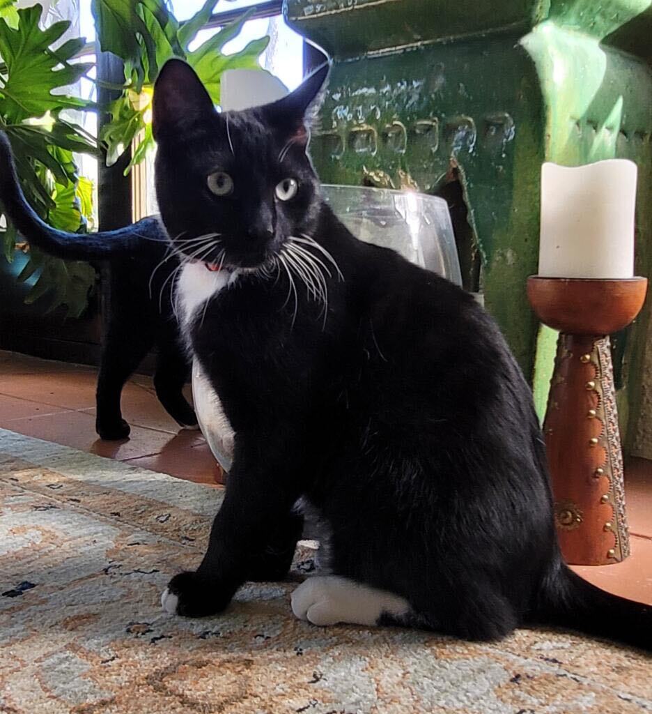Toothless photo 5