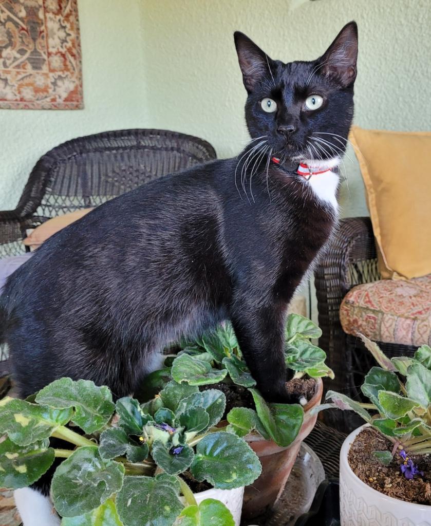 Toothless photo 3